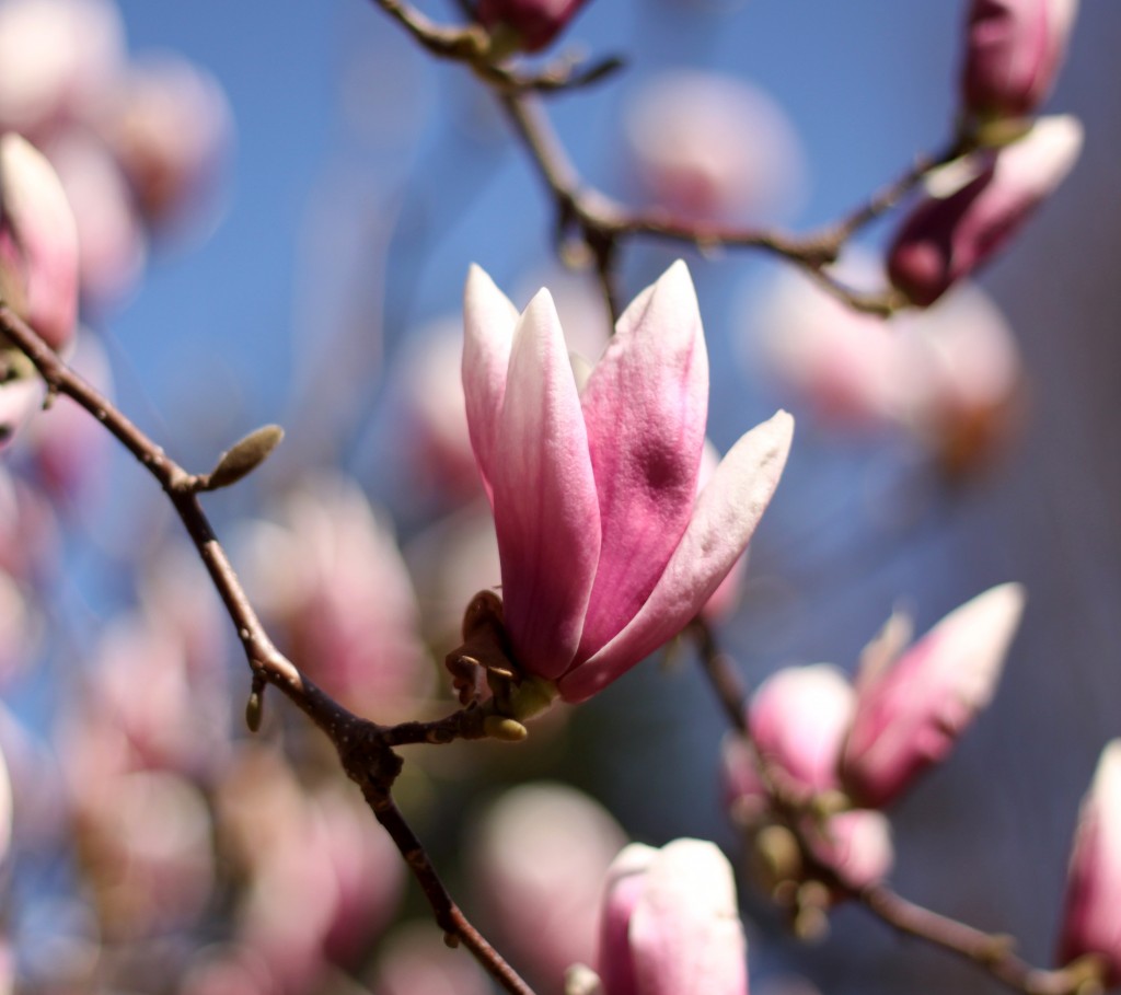 magnolia