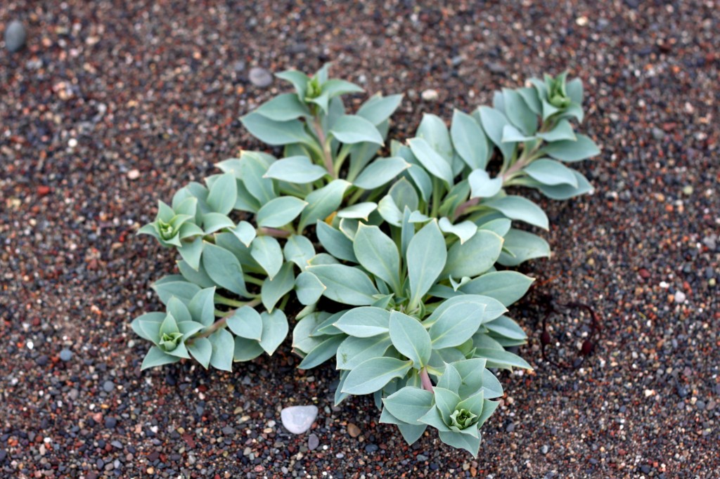 Sea Mertensia